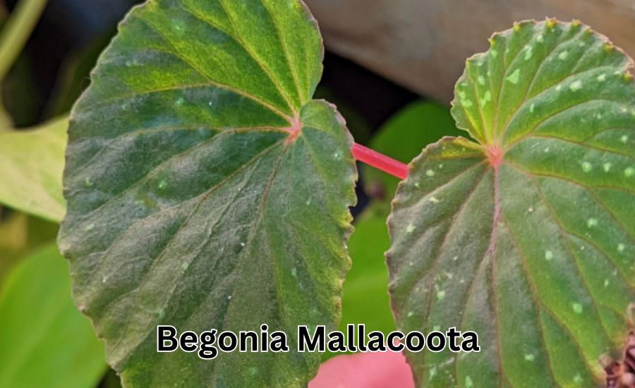 Begonia Mallacoota