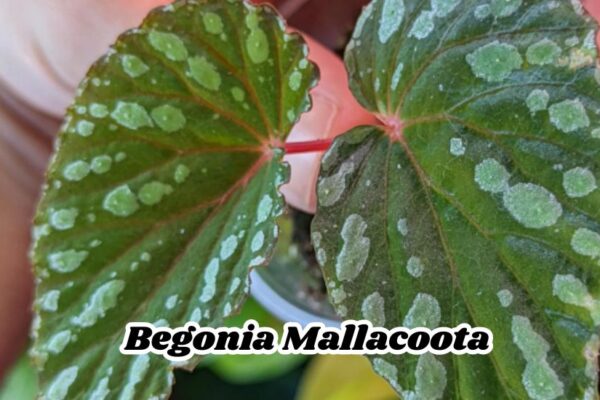 Begonia Mallacoota