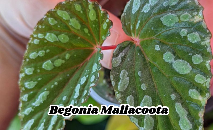 Begonia Mallacoota