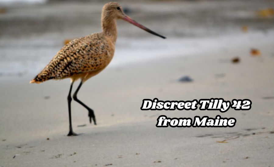 Discreet Tilly 42 from Maine