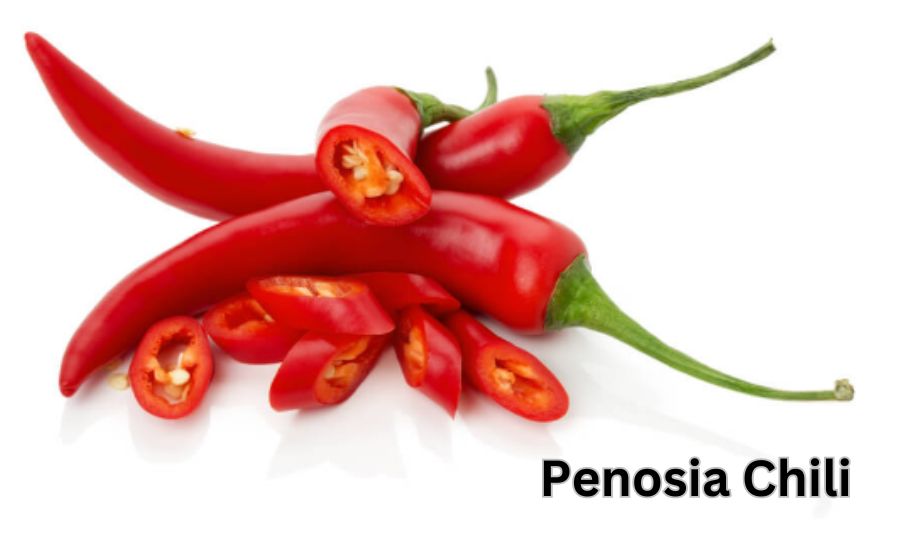 Penosia Chili