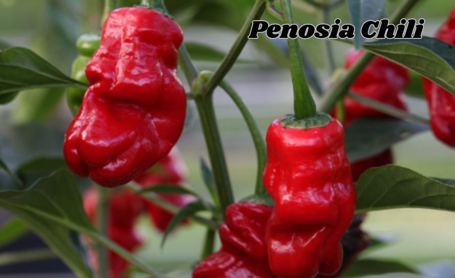 Penosia Chili