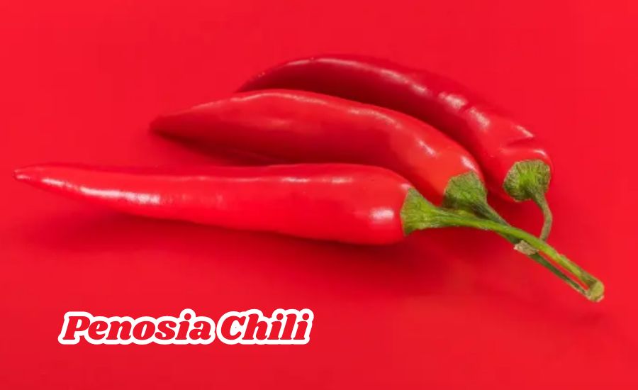 Penosia Chili