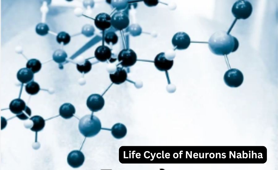 life cycle of neurons nabiha