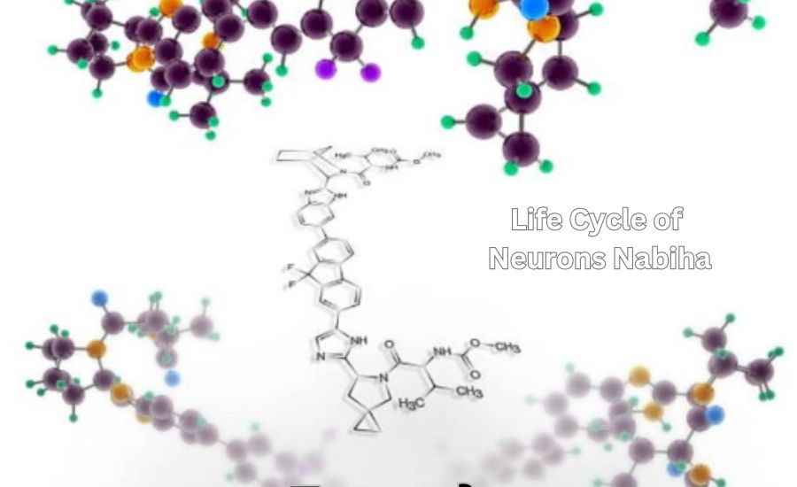 life cycle of neurons nabiha