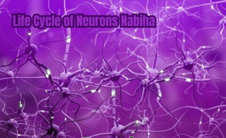 life cycle of neurons nabiha