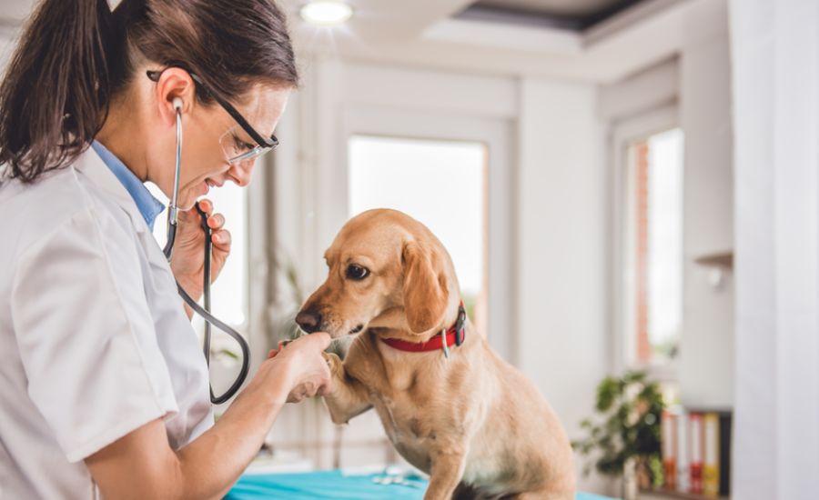 overnight hospitalization unattended veterinary california law