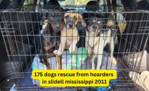 175 dogs rescue from hoarders in slidell mississippi 2011