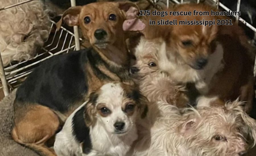 175 dogs rescue from hoarders in slidell mississippi 2011