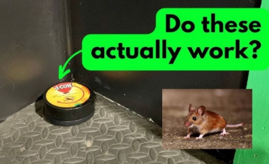 where to place Dcon for mice in a mobile home